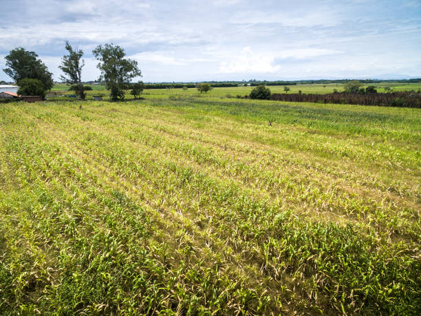 istock Aerial view of Maize field 697422946