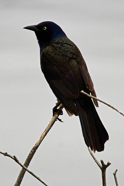istock Common Grackle sitting on a branch with a gray background 697423088