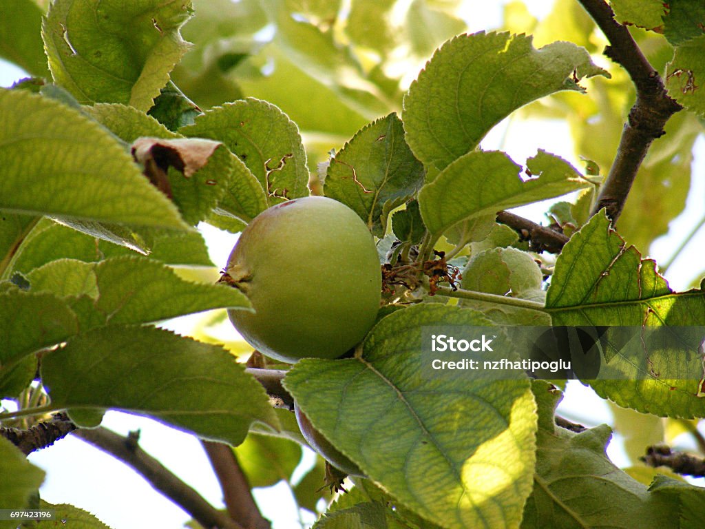 Táo Xanh Chưa Chín Mơ Sống Hình Ảnh Táo Sống Rất Chua Một Nắm Mơ ...