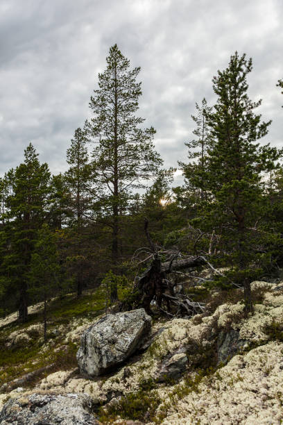 istock Virgin  forest with pine trees and white reindeer moss. 697423422