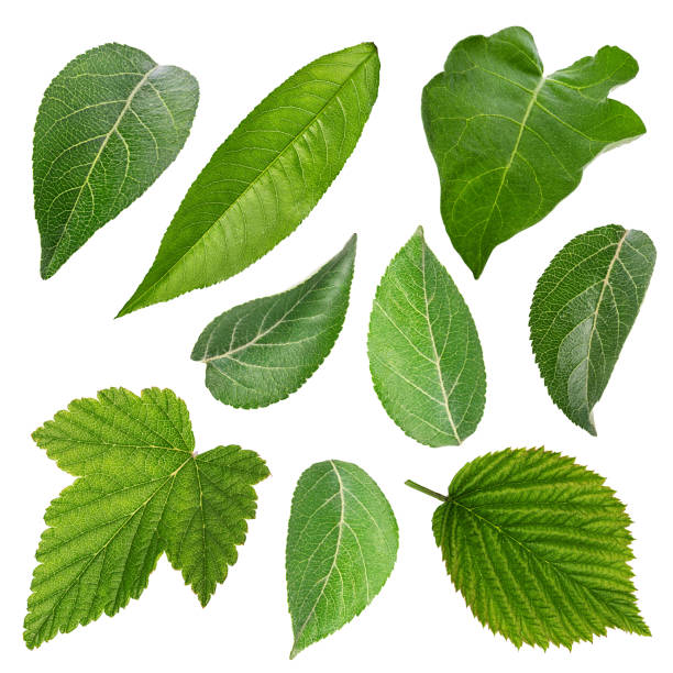 istock Set of green leaves isolated over white 697426182