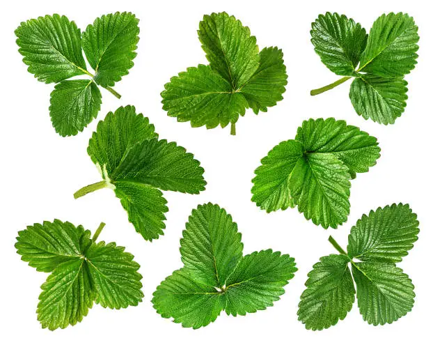 Photo of strawberry leaf isolated  on the white