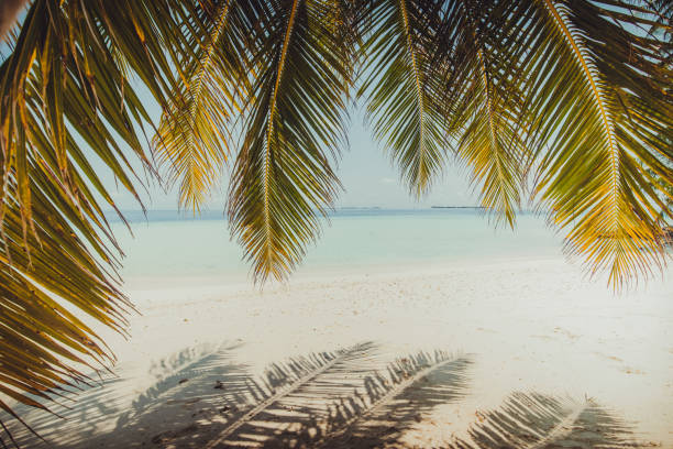 istock Palm tree and beach, Maldives 697426956