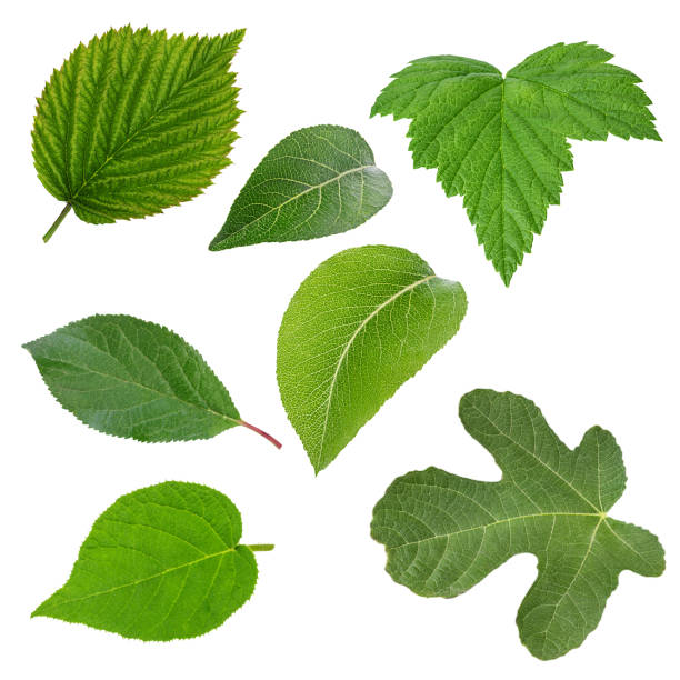 Set of green leaves isolated over white