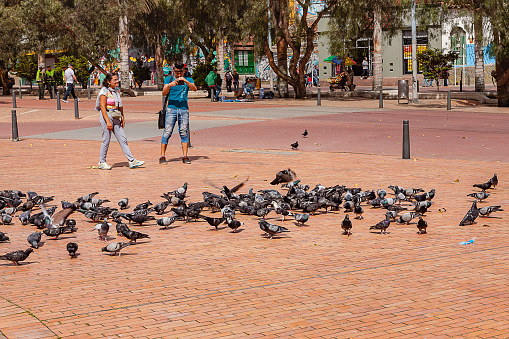 Bogotá, Colombia - May 28, 2017: Local Colombian people feed and take photos of the pigeons on the Parque de Las Periodistas in the Eje Ambiental area of the Andean Capital City in South America, on a Sunday afternoon.  Photo shot in the afternoon sunlight; horizontal format. Copy space. Camera: Canon EOS 5D MII. Lens: Canon EF 24-70 F2.8L USM. Photo finished in Adobe Lightroom CC.