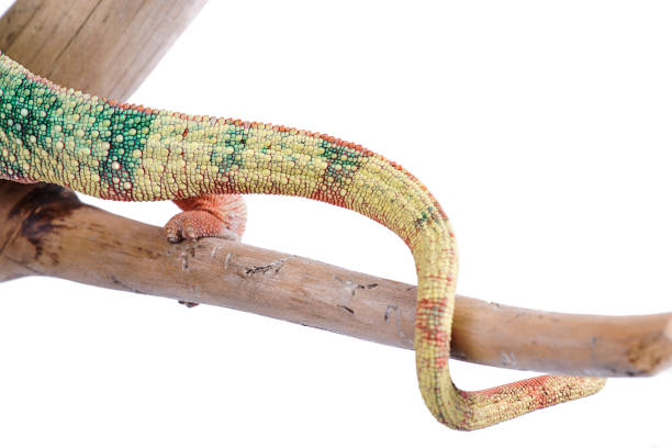 istock Nosy Mitsio panther chameleon tail on white background furcifer pardalis 697433904