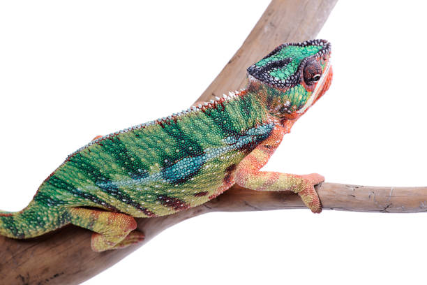 istock Fired Nosy Mitsio panther chameleon on white background furcifer pardalis 697433906