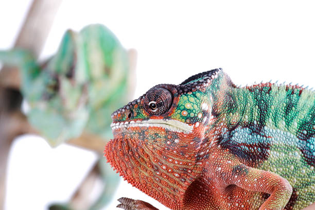 istock Fired Nosy Mitsio panther chameleon and Veiled Chameleon on white background furcifer pardalis 697433914