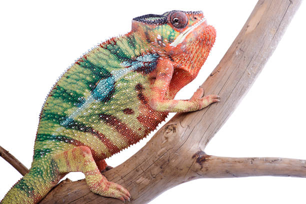 istock Fired Nosy Mitsio panther chameleon on white background furcifer pardalis 697433916
