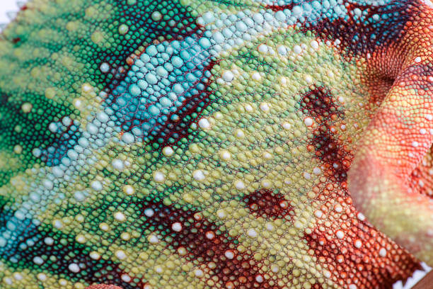 istock Panther chameleon texture close up furcifer pardalis 697433918