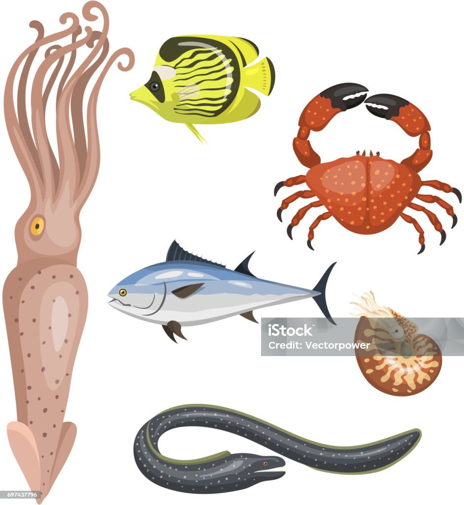 Set Of Different Types Of Sea Animals Illustration Tropical Character  Wildlife Marine Aquatic Fish Stock Illustration - Download Image Now -  iStock
