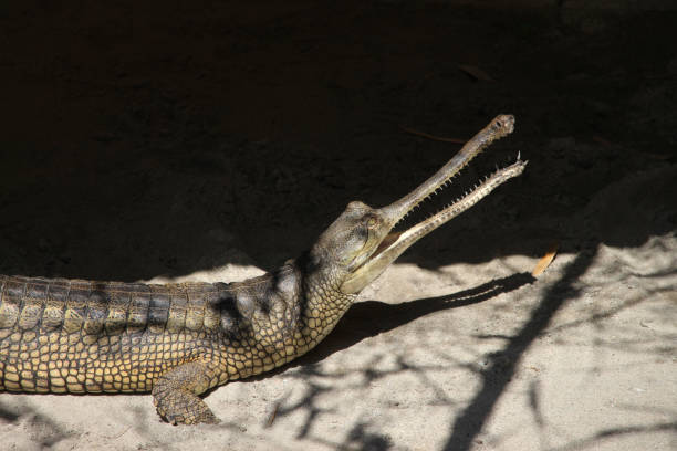 gavial (gavialis gangeticus). crocodilo. - eyeball human eye animal eye bizarre - fotografias e filmes do acervo