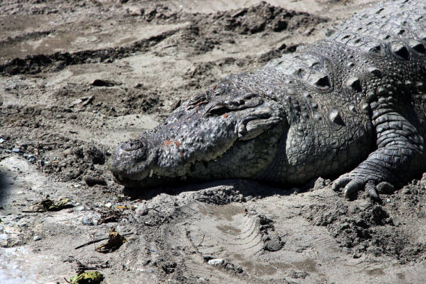 istock Closeup of a crocodile 697438766