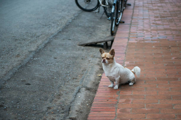 istock Dog is waiting for the owner on red brick footpath. 697438862