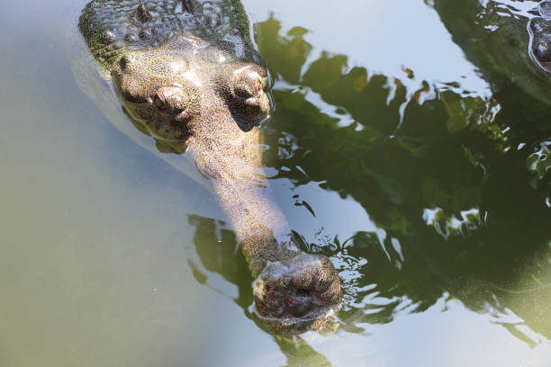 closeup de um crocodilo em um zoológico. - eyeball human eye animal eye bizarre - fotografias e filmes do acervo