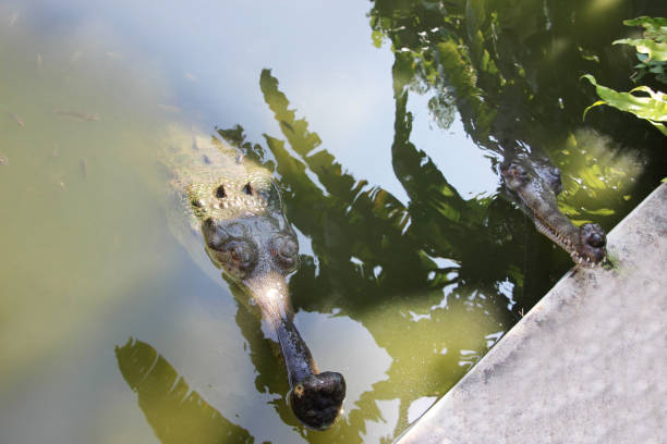 istock Closeup of a crocodile 697439322