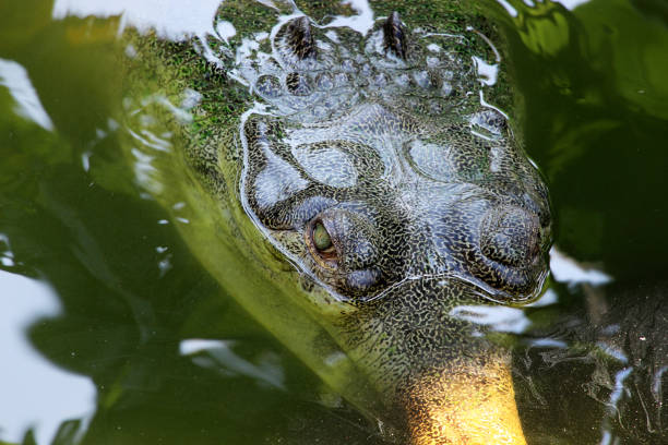 detalhe de um crocodilo - eyeball human eye animal eye bizarre - fotografias e filmes do acervo