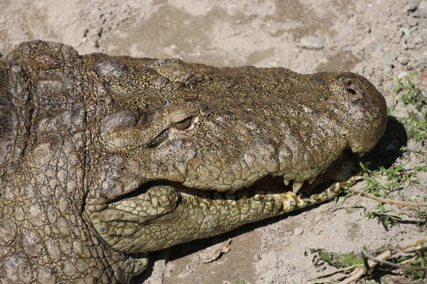 detalhe de um crocodilo - eyeball human eye animal eye bizarre - fotografias e filmes do acervo
