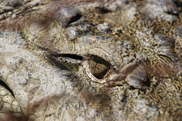 olho de crocodilo. - eyeball human eye animal eye bizarre - fotografias e filmes do acervo