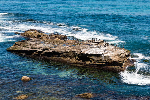 istock Cormorants Resting on Rock Formation in La Jolla, California 697442818