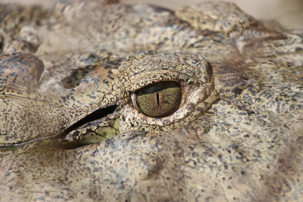 olho de crocodilo. - eyeball human eye animal eye bizarre - fotografias e filmes do acervo