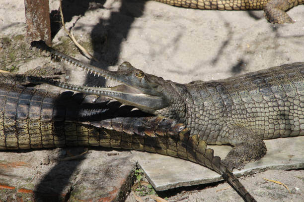 gavial (gavialis gangeticus). cocodrilo. - eyeball human eye animal eye bizarre fotografías e imágenes de stock