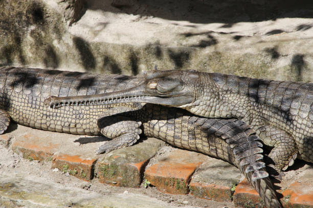 gavial (gavialis gangeticus). cocodrilo. - eyeball human eye animal eye bizarre fotografías e imágenes de stock