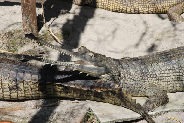 gavial (gavialis gangeticus). crocodilo. - eyeball human eye animal eye bizarre - fotografias e filmes do acervo