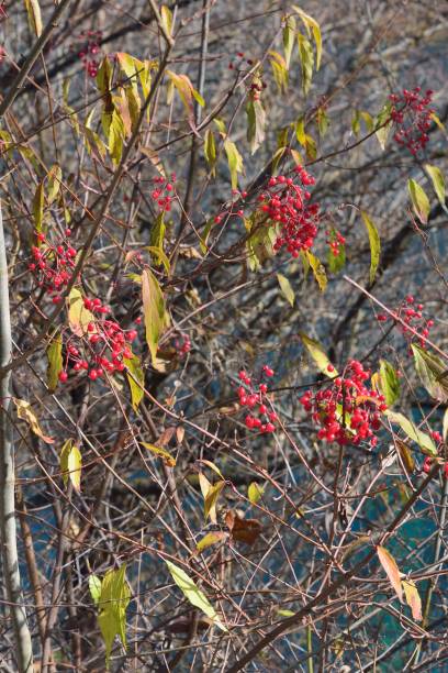 istock Red autumn berries in Jiuzhaigou 697446108