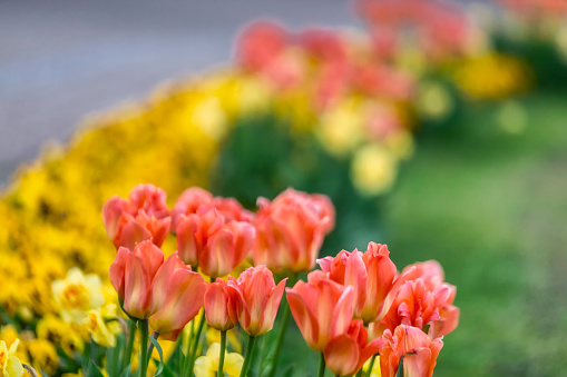 Beautiful Riga tulips.