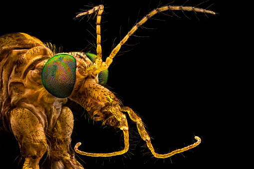 Extreme macro - Green eyed crane fly, magnified through a microscope objective