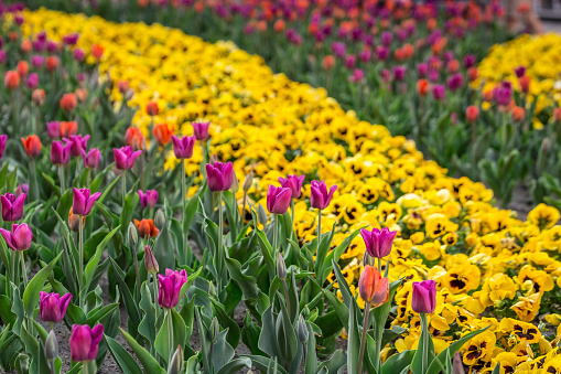 Beautiful Riga tulips.