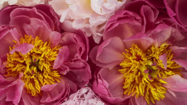 Beautiful Bouquet of Blooming Peony Flowers.