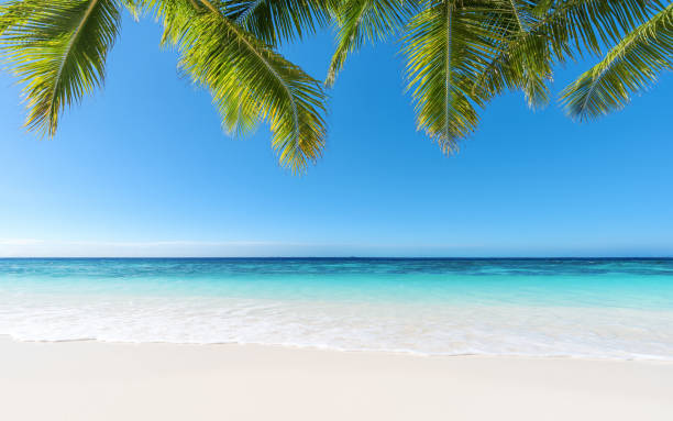 istock Tropical paradise beach in summer 697462118