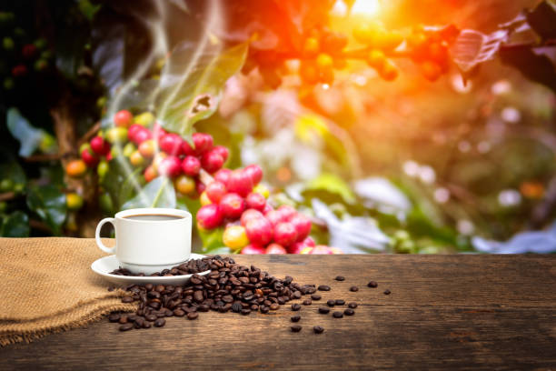istock The coffee cup and smoke in morning sunlight on coffee tree background 697462290