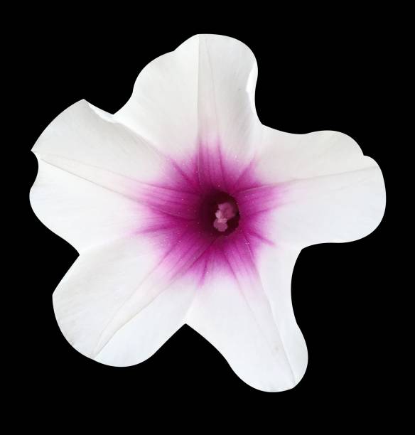 swamp morning glory flower swamp morning glory flower on black background ipomoea purpurea stock pictures, royalty-free photos & images