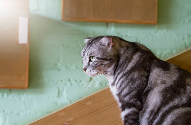 istock Cat face close up portrait.effect soft focus and blur 697465300