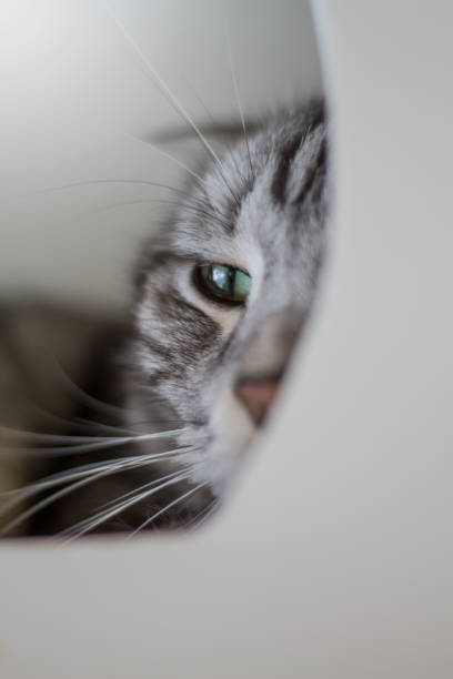 istock Cat face close up portrait.effect soft focus and blur 697465332