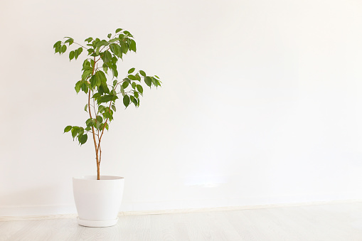 Ficus potted plant in a modern office or residential building.