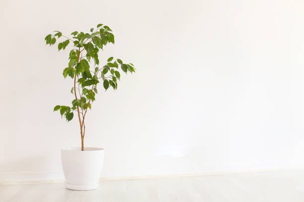 Ficus plant Ficus potted plant in a modern office or residential building. meditation room office stock pictures, royalty-free photos & images