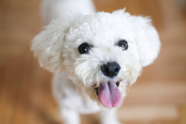 gelukkige bichon hond - bichon frisé stockfoto's en -beelden