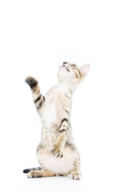 istock playful toyger kitten stand up show hand isolated 697476062