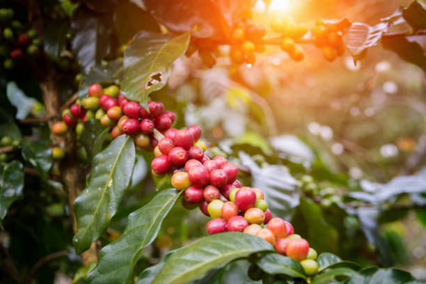 kaffeebohnen auf bäumen - raw coffee bean stock-fotos und bilder