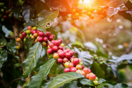 Granos de café en los árboles photo