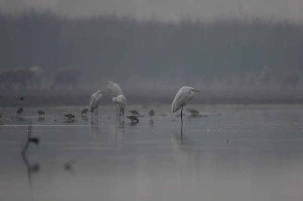 Flock of birds and sheep herd in background
