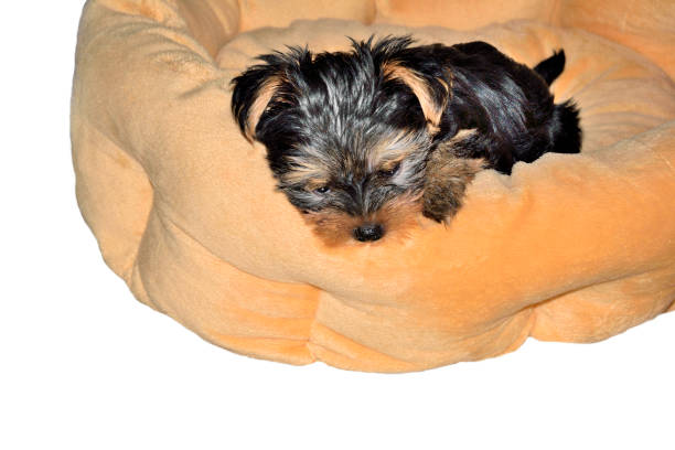 istock Yorkshire Terrier puppy lying on the dog bed 697481996