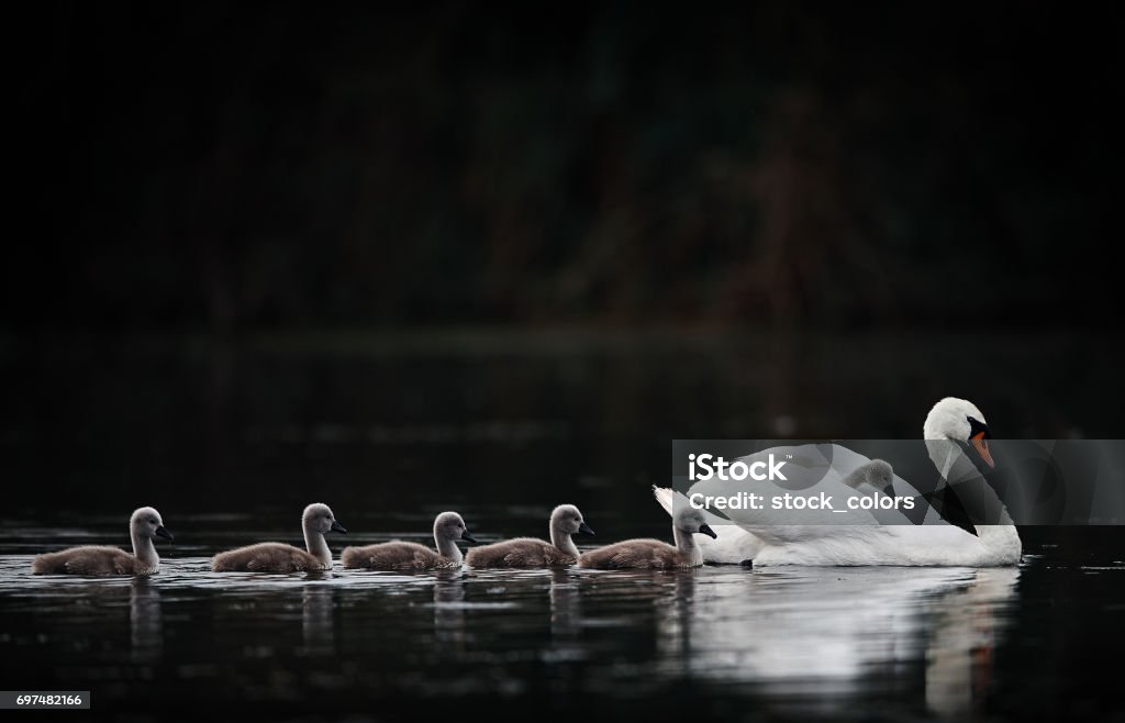 swan on lake with it's babies side view of swan and it's babies on lake , animals background. Cygnet Stock Photo