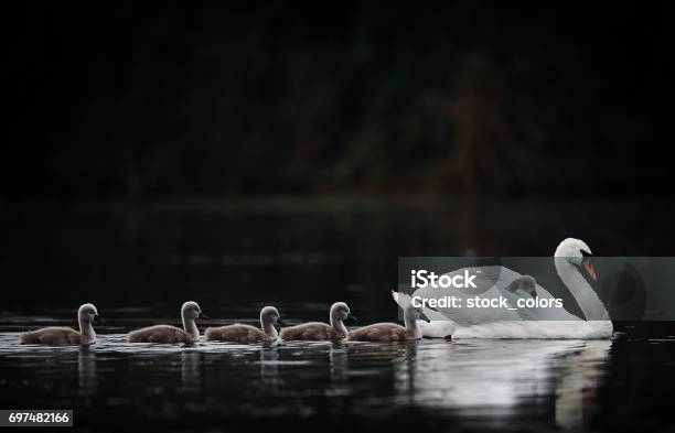 Swan On Lake With Its Babies Stock Photo - Download Image Now - Cygnet, Swan, Animal