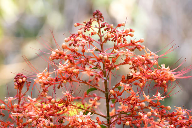 istock Red Flower From Thailand country (Southeast Asia) 697485628
