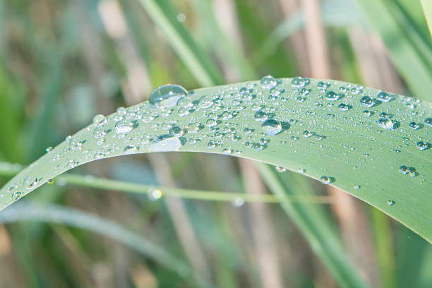 Morning dew on a grass Morning dew on a grass роса stock pictures, royalty-free photos & images
